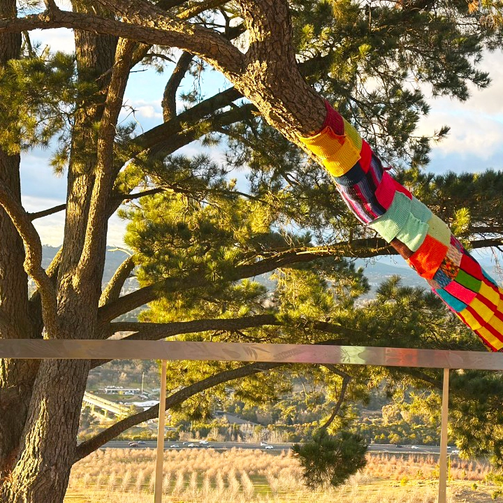 Trees wrapped in scarves on a cold winter morning in Canberra