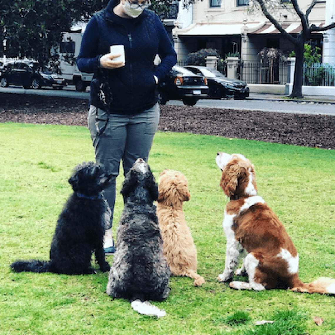 Positive Impact Blog Dear Furry Friends of ISO image